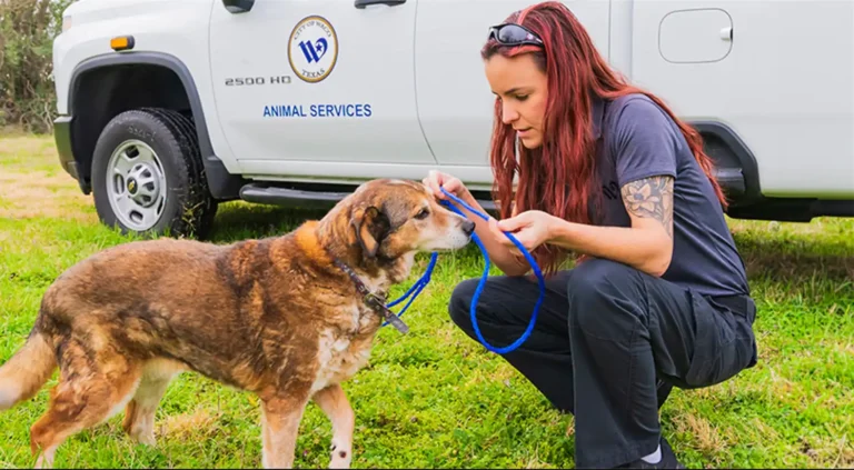From Compassion to Justice The Importance of Animal Law Enforcement Jobs