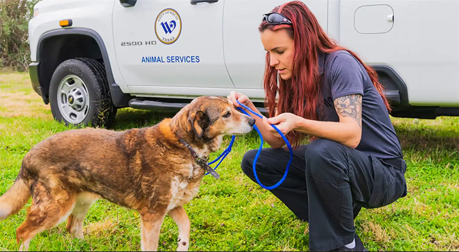 From Compassion to Justice The Importance of Animal Law Enforcement Jobs